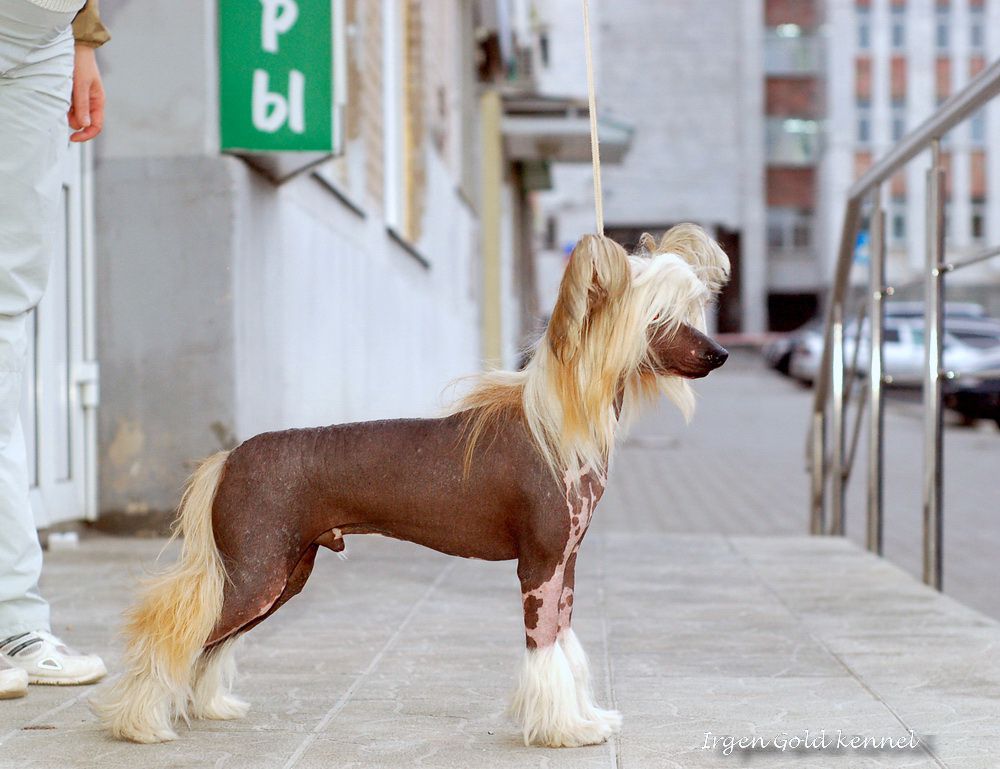 Irgen Gold Louis Vuitton