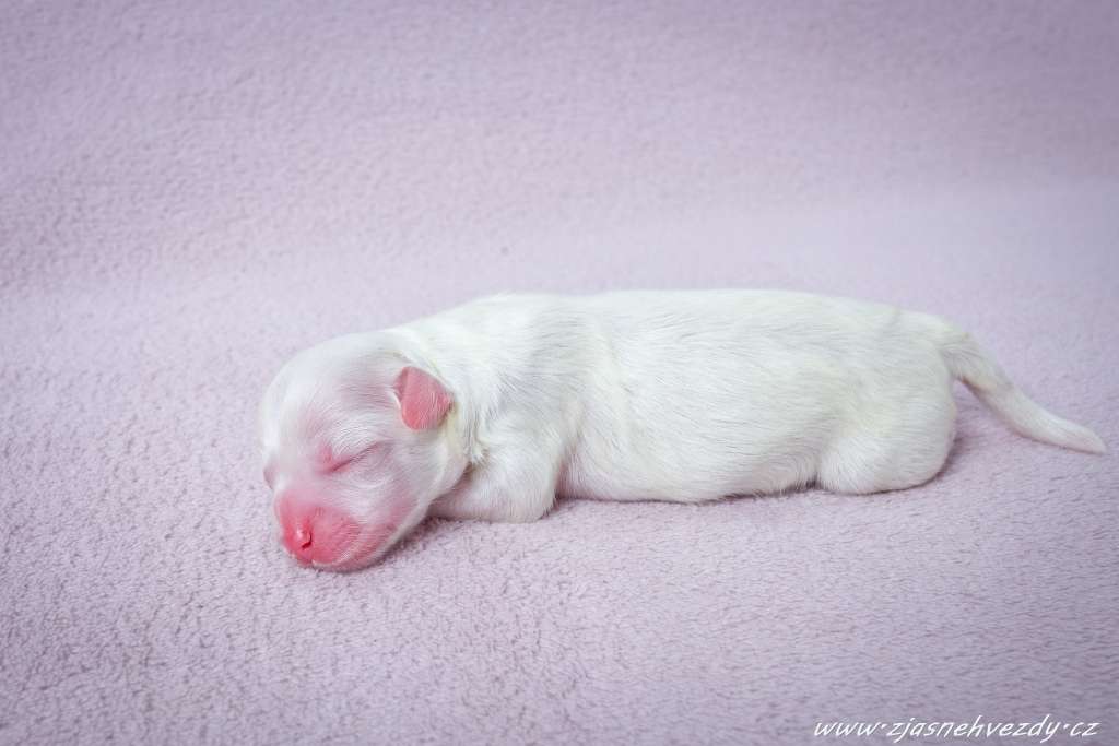 Ice Bear z Jasne hvezdy