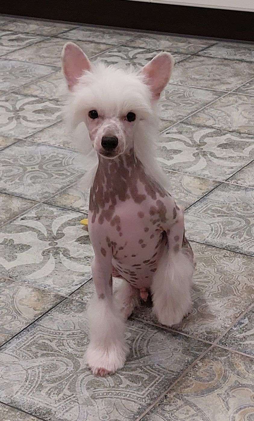 Premier Mari Shantage