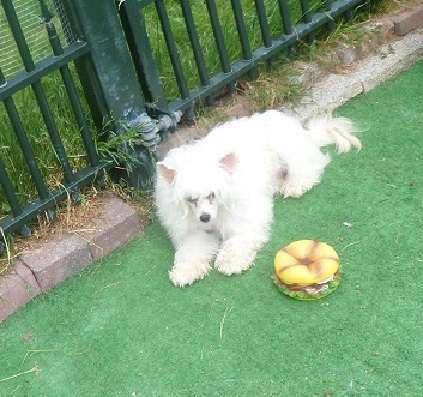 Cat's China Dogs Ultra Special Gold