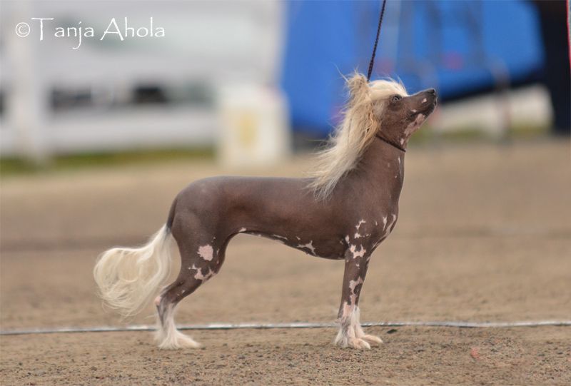 Magic Trick's Geisha