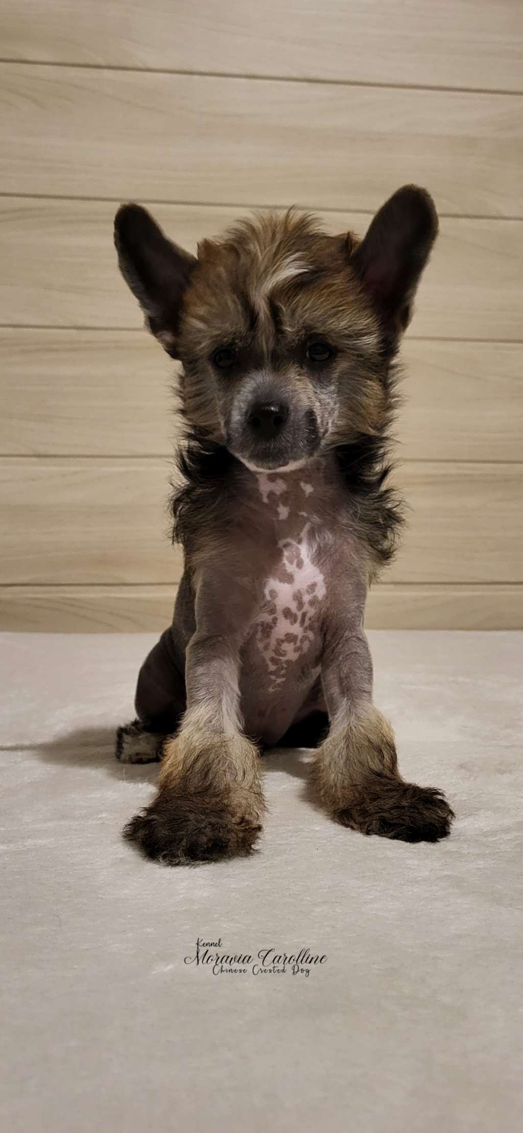 Falco Moravia Carolline