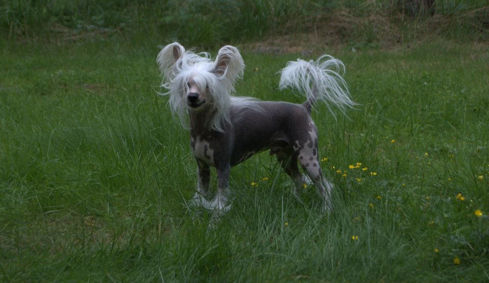 Yunao's Jakito Jim Jarou