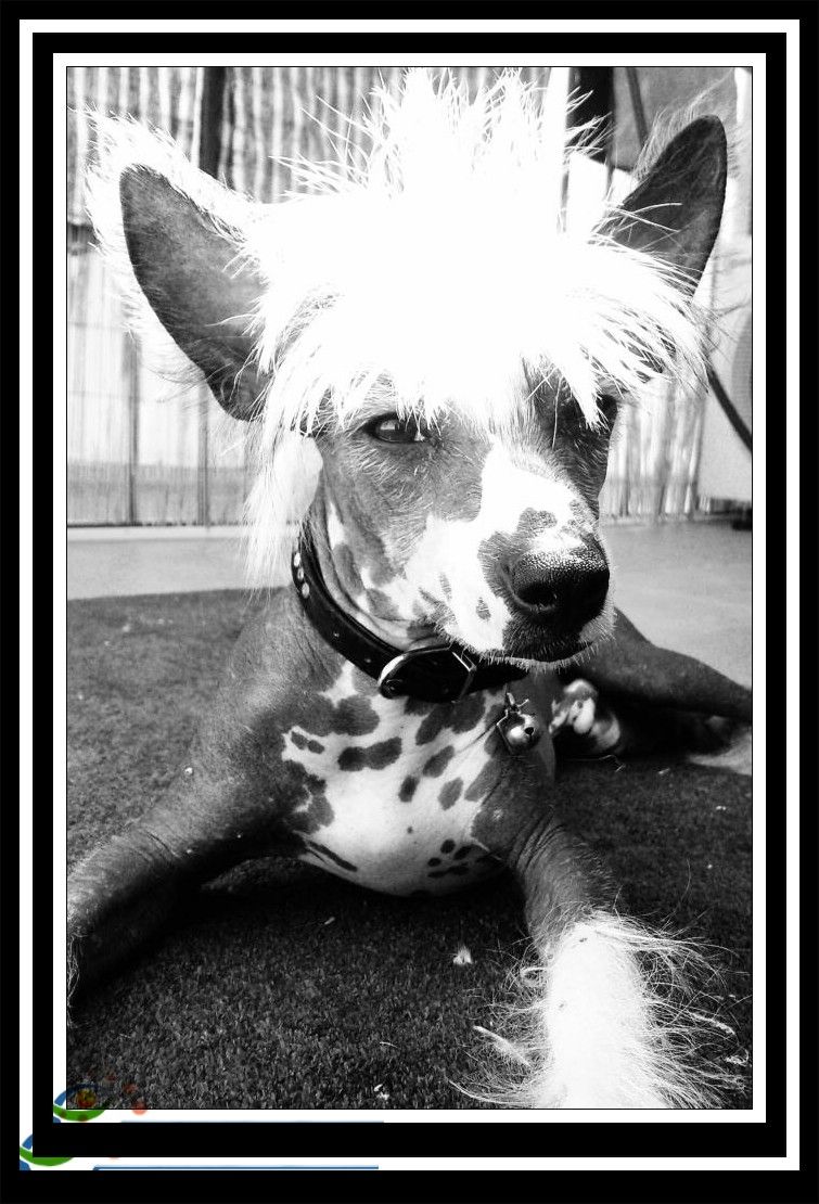 Mister Skin Head de Bullack