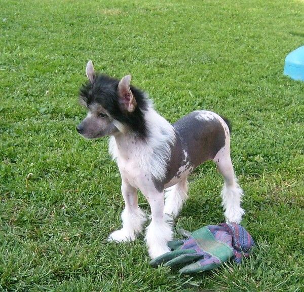 I'm Looker Ines Garden Roses