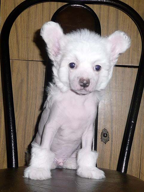 Apriori Vip Mont Blan