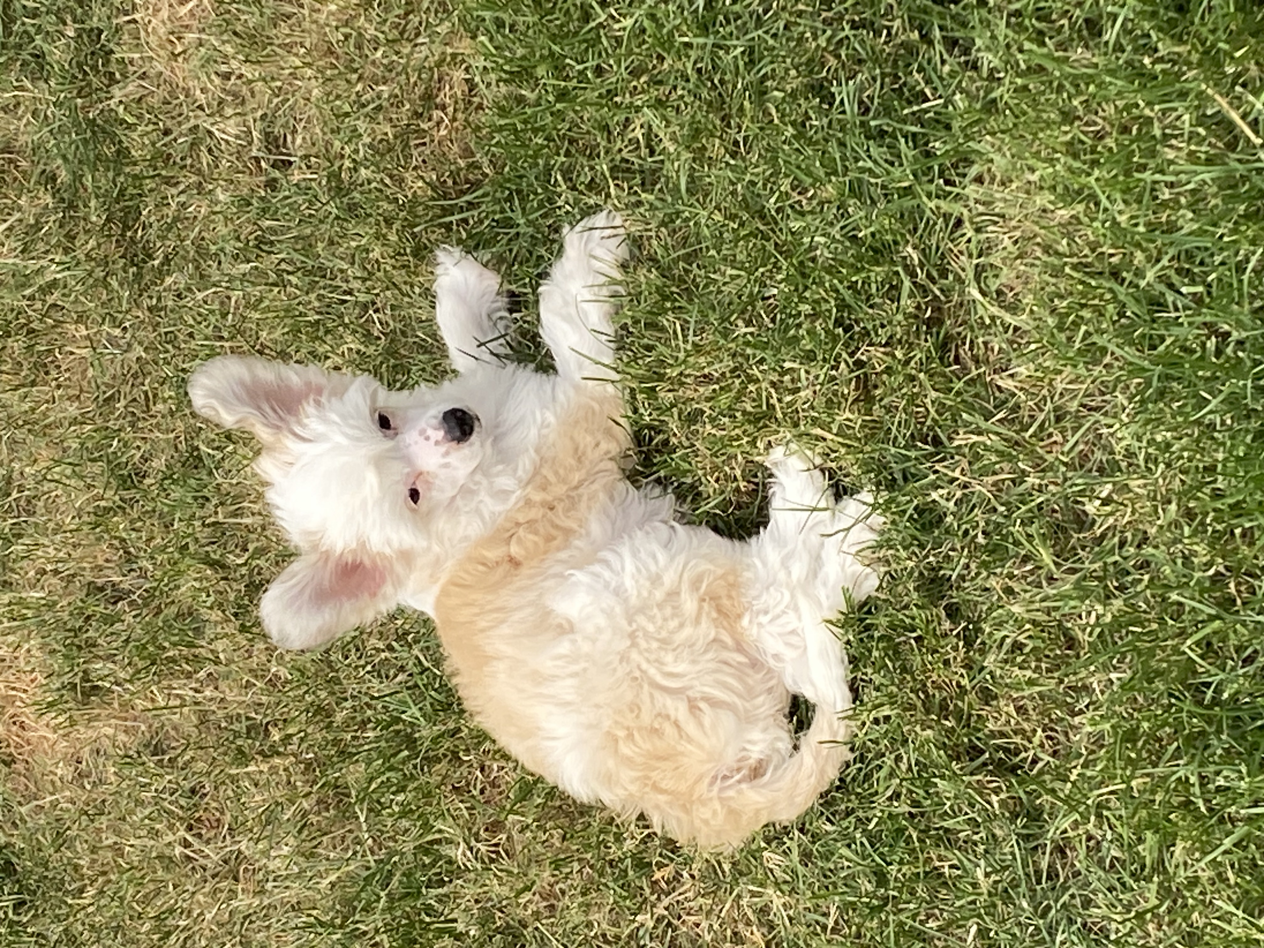 Picture