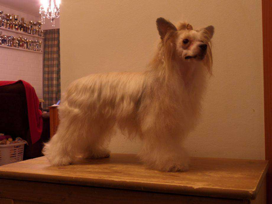 Zodellin Flyig Without Wings