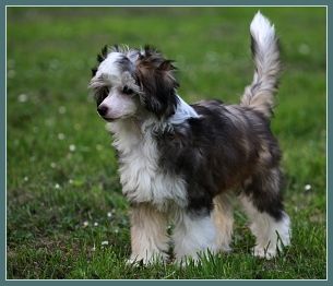 Dieggo Cossmo Dandy Mate