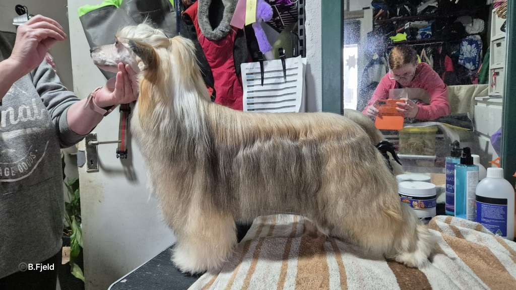 Av Da mia Cuccia Baileys