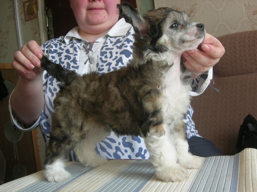 Rovanni Dgokattolo Selin Dion