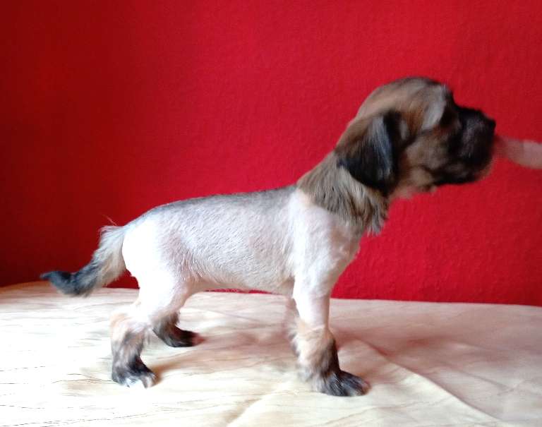 Alisa von den Lawitzer Cavelln