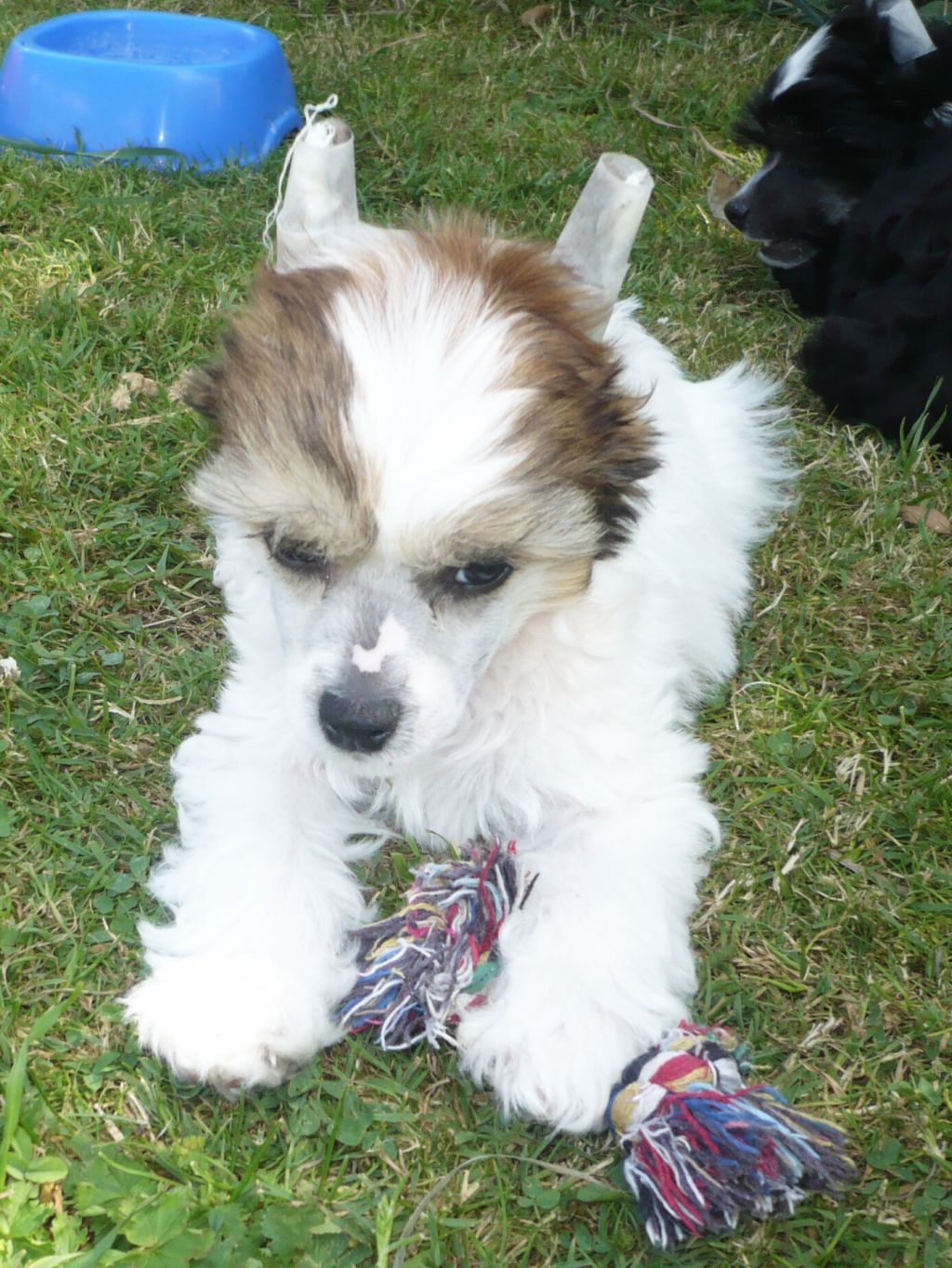 Diego z Pulnocního dvora