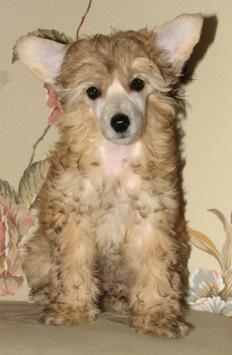 Pappersdrakens Klaga Månde Elektra