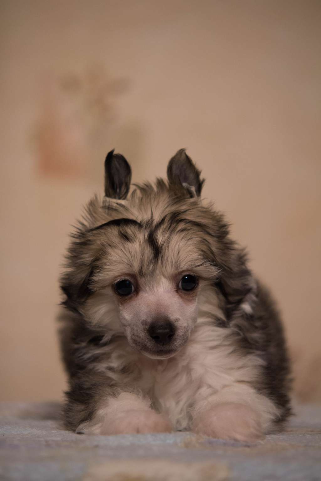 Luniks Stail Graf De La Fere