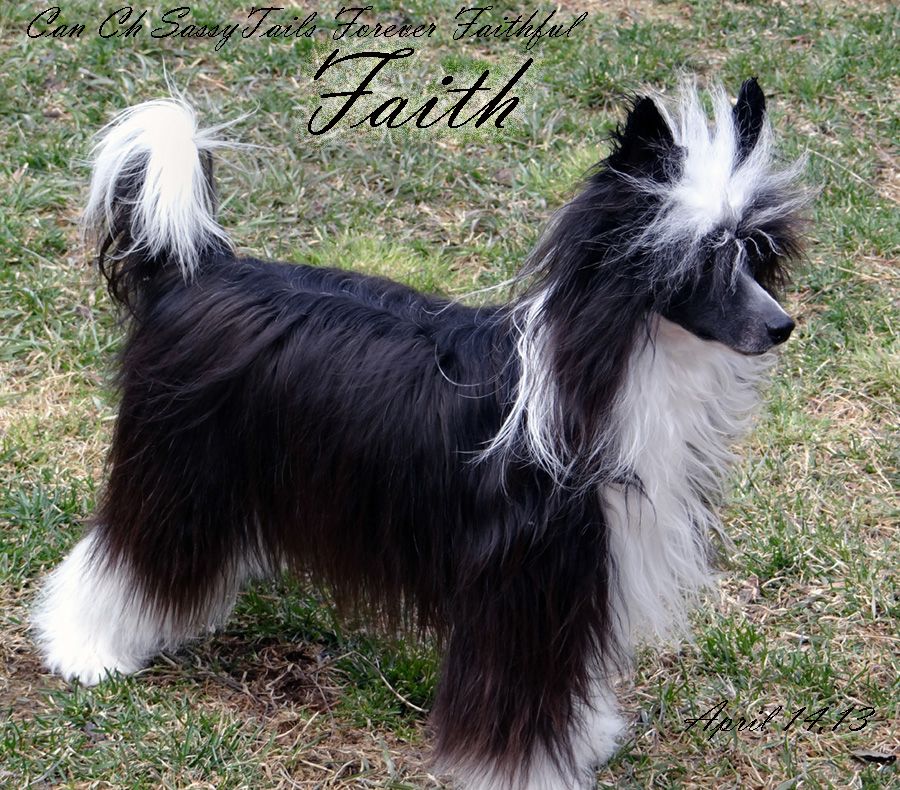 Am Can Ch SassyTails Forever Faithful