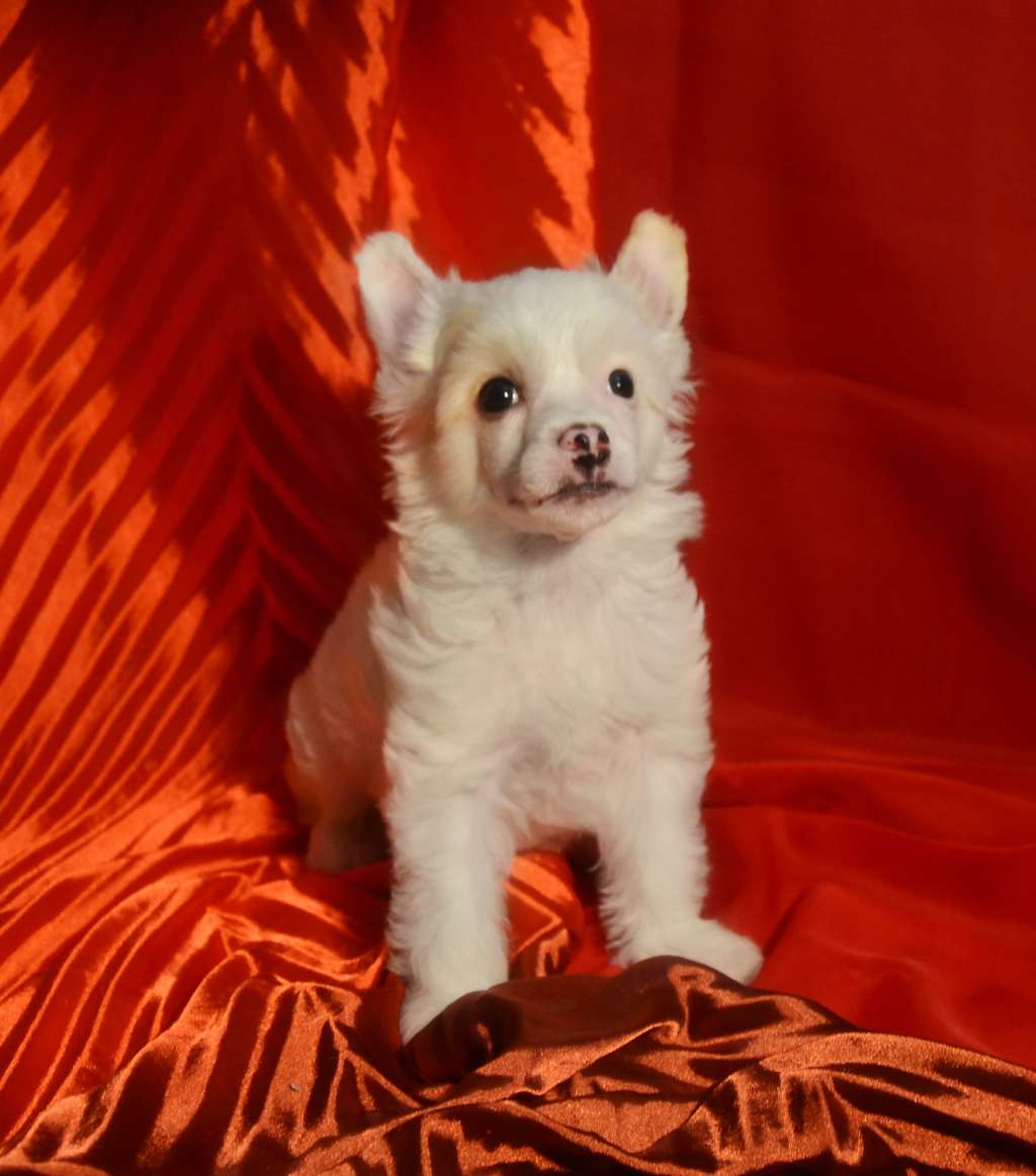 Sky Miracle Aks Fluffy Surprise