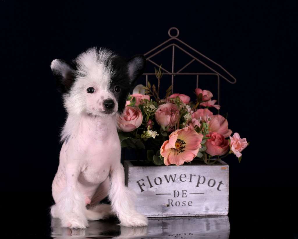 Imperatorskiy Kapriz Lav Storm