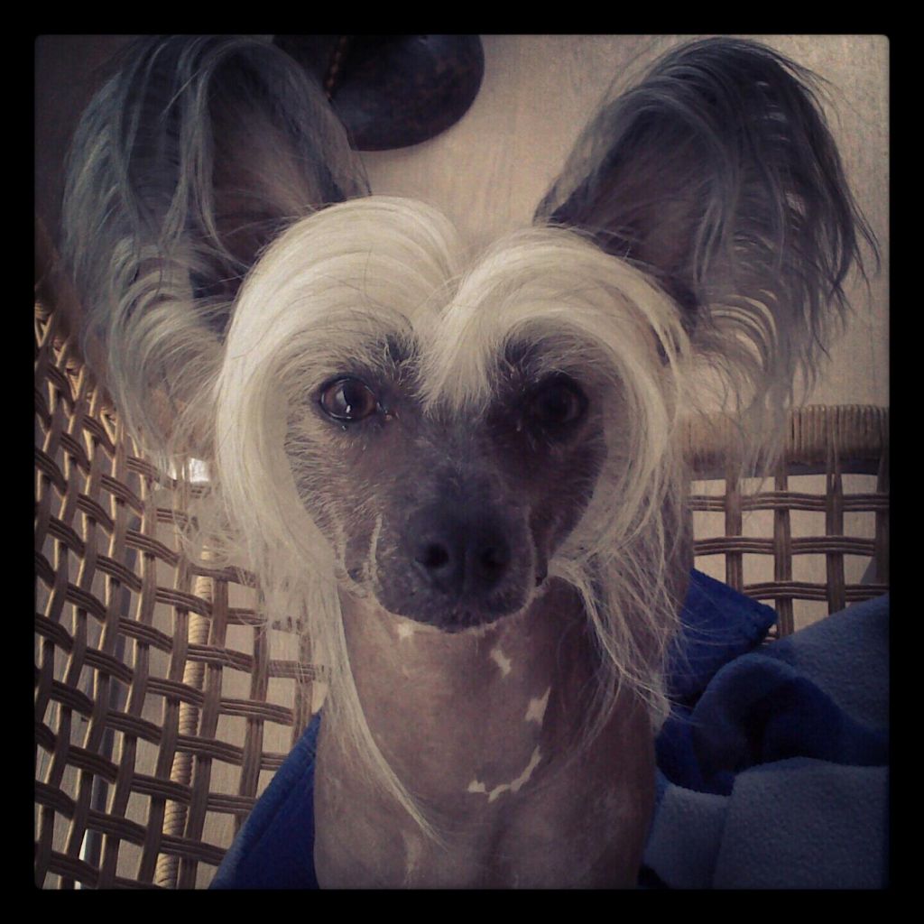 InspectorG van 't Schapershof