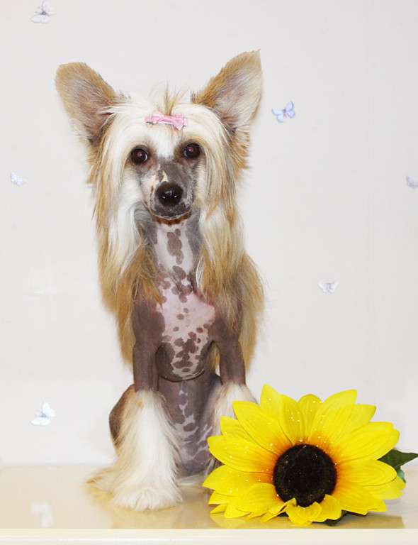 Red Emerald Zoloto Vostoka