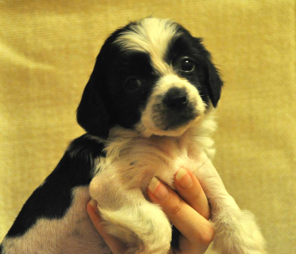 Crystal Soul Euphoria Blossom