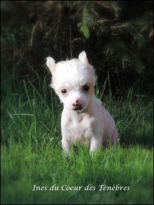 Ines Du Coeur Des Tenebres