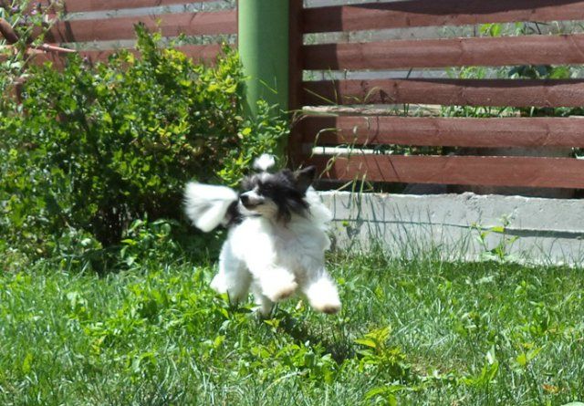 Gordyj Shushu Aleksa's House