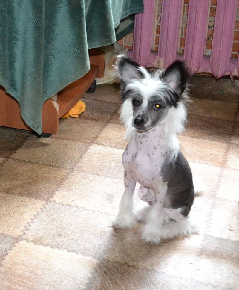 Vellar Pljus Bryus Velikolyepny