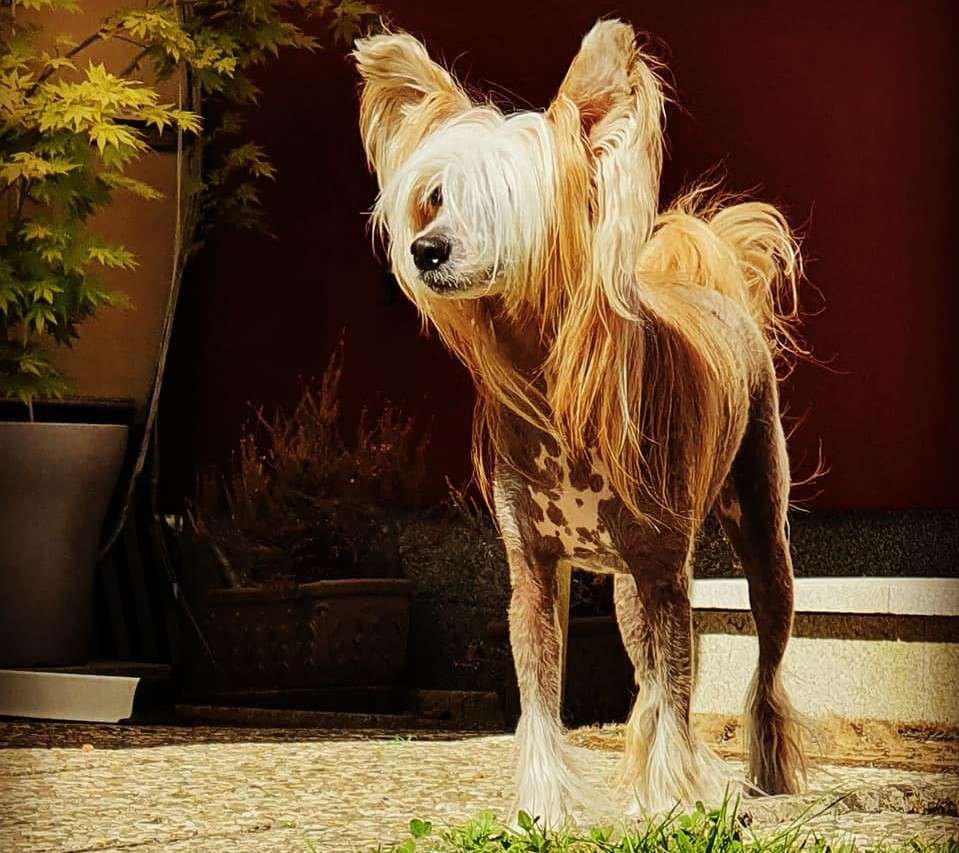 Sofiris Show Anri Burzhua