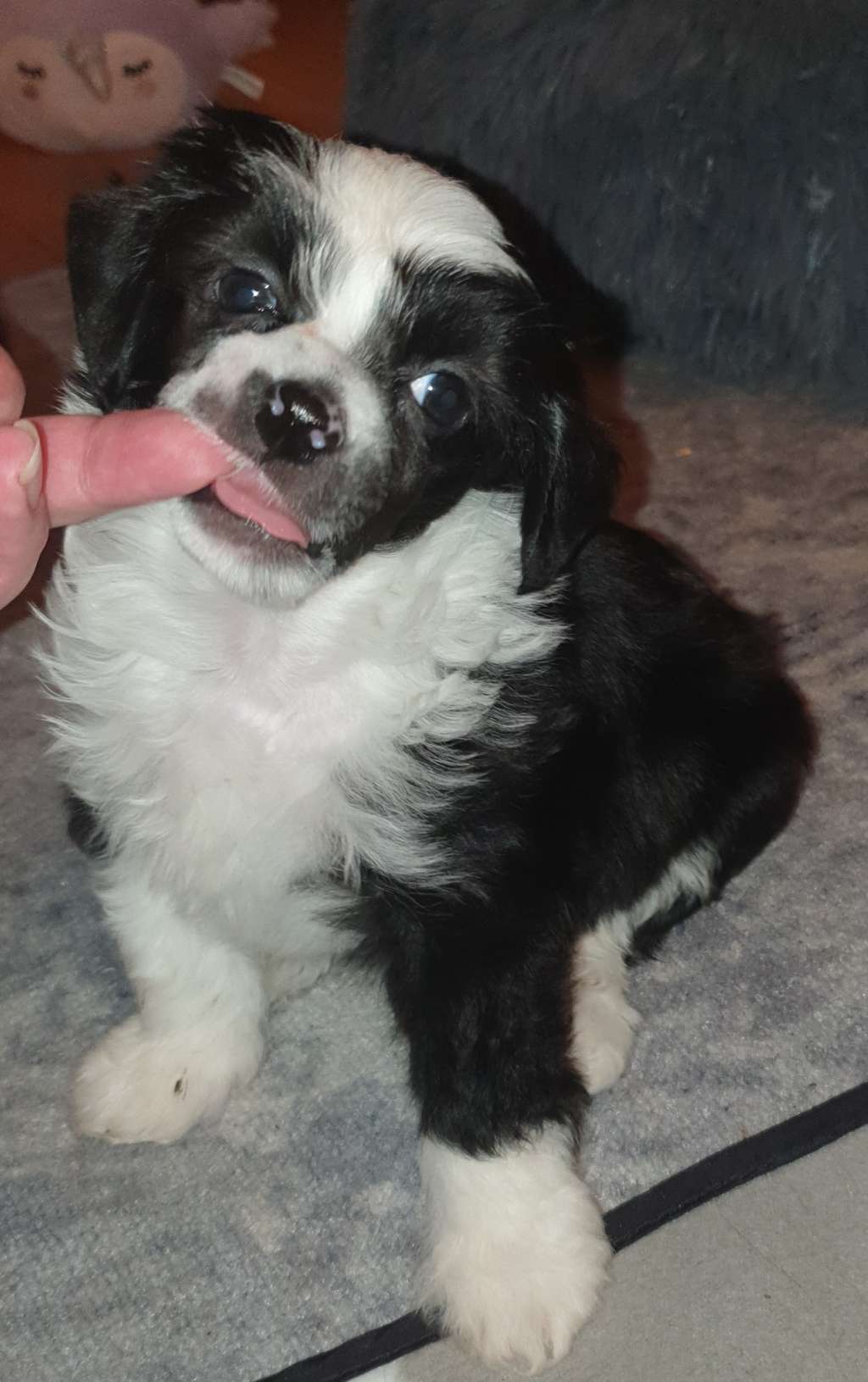 Epadalens Back In Black