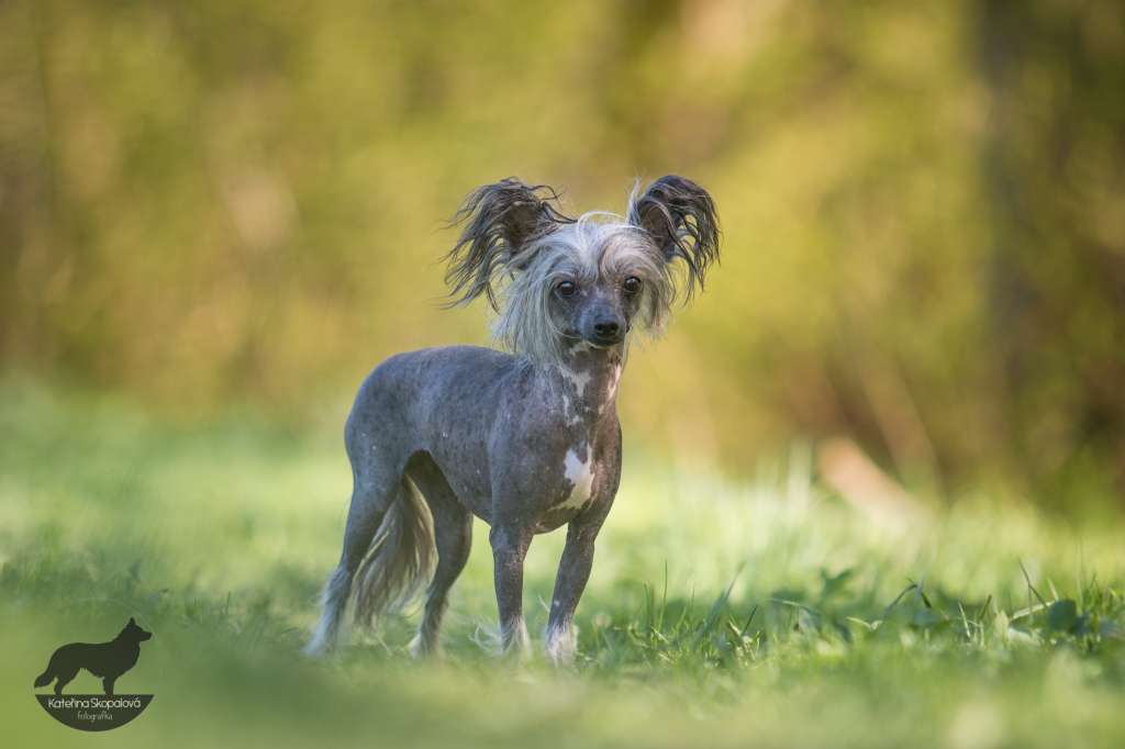 Baffi Z Libovické osady