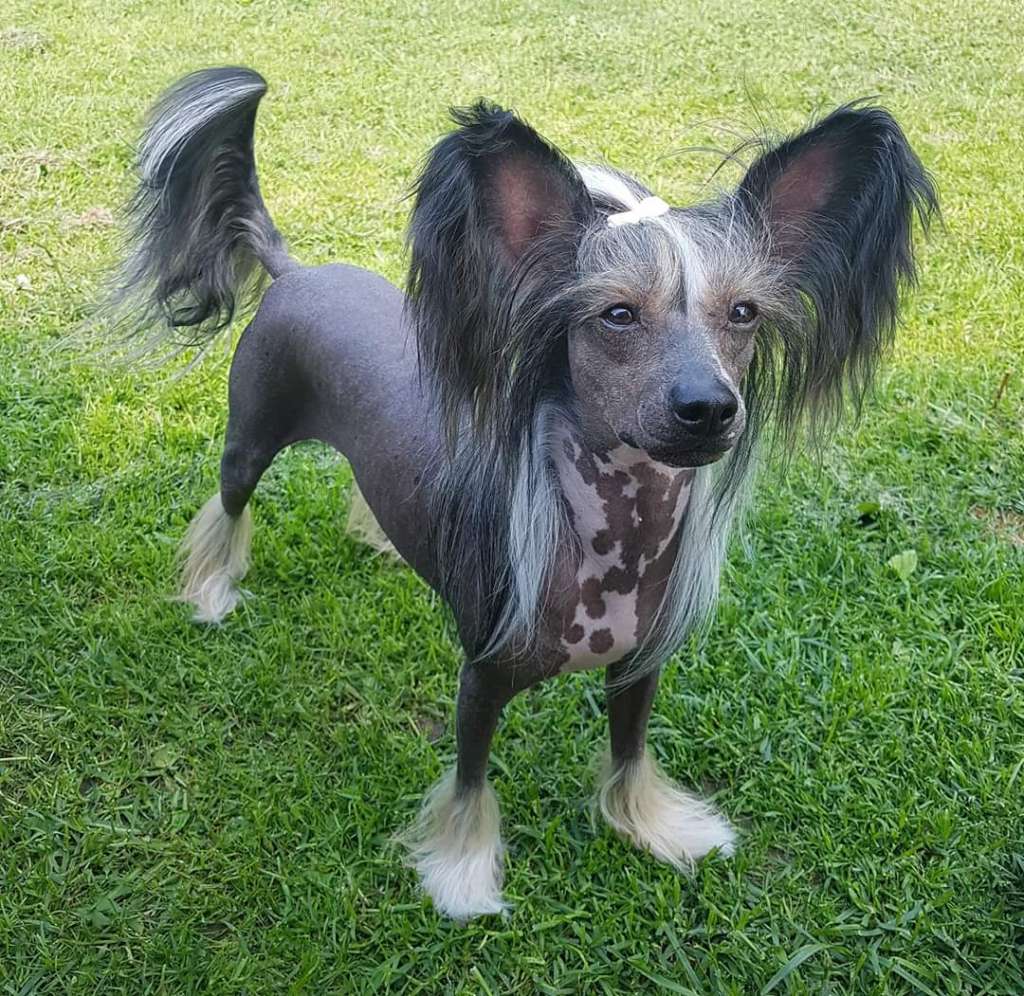 Vanitonia Full Frontal