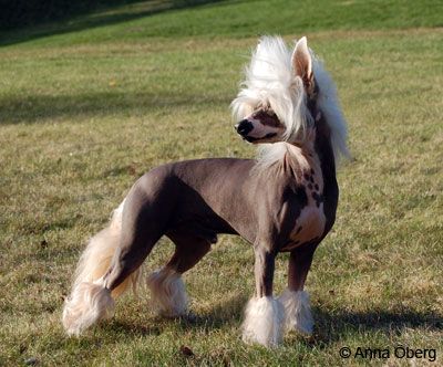 Bed'ykins Duke Of Island