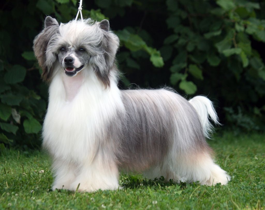 Sunstreaker Fireworks