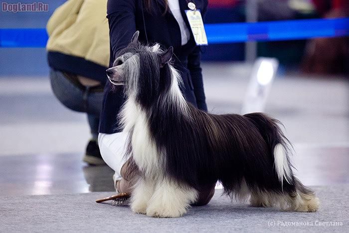 Zlato Dinastii Zhguchii Perchik