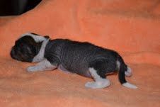 Toobaloon Famous Star