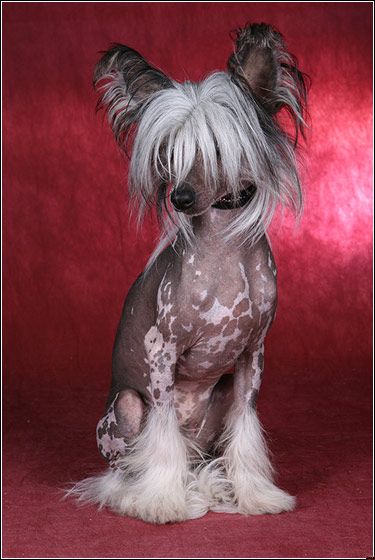 Vivat Sanraiz Brightlight Of Moscow