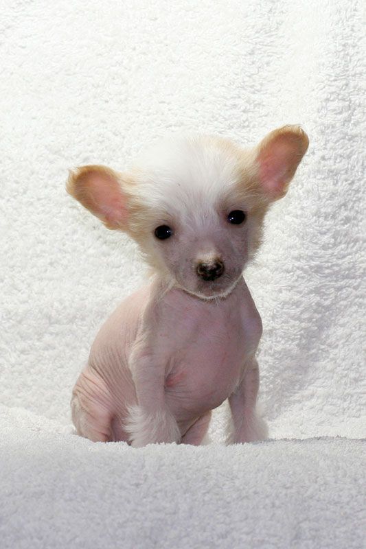 Romantic Angel of the Dream