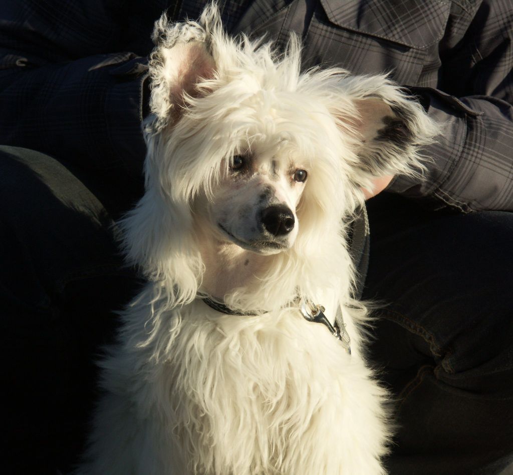 Schagardhs Baked Alaska