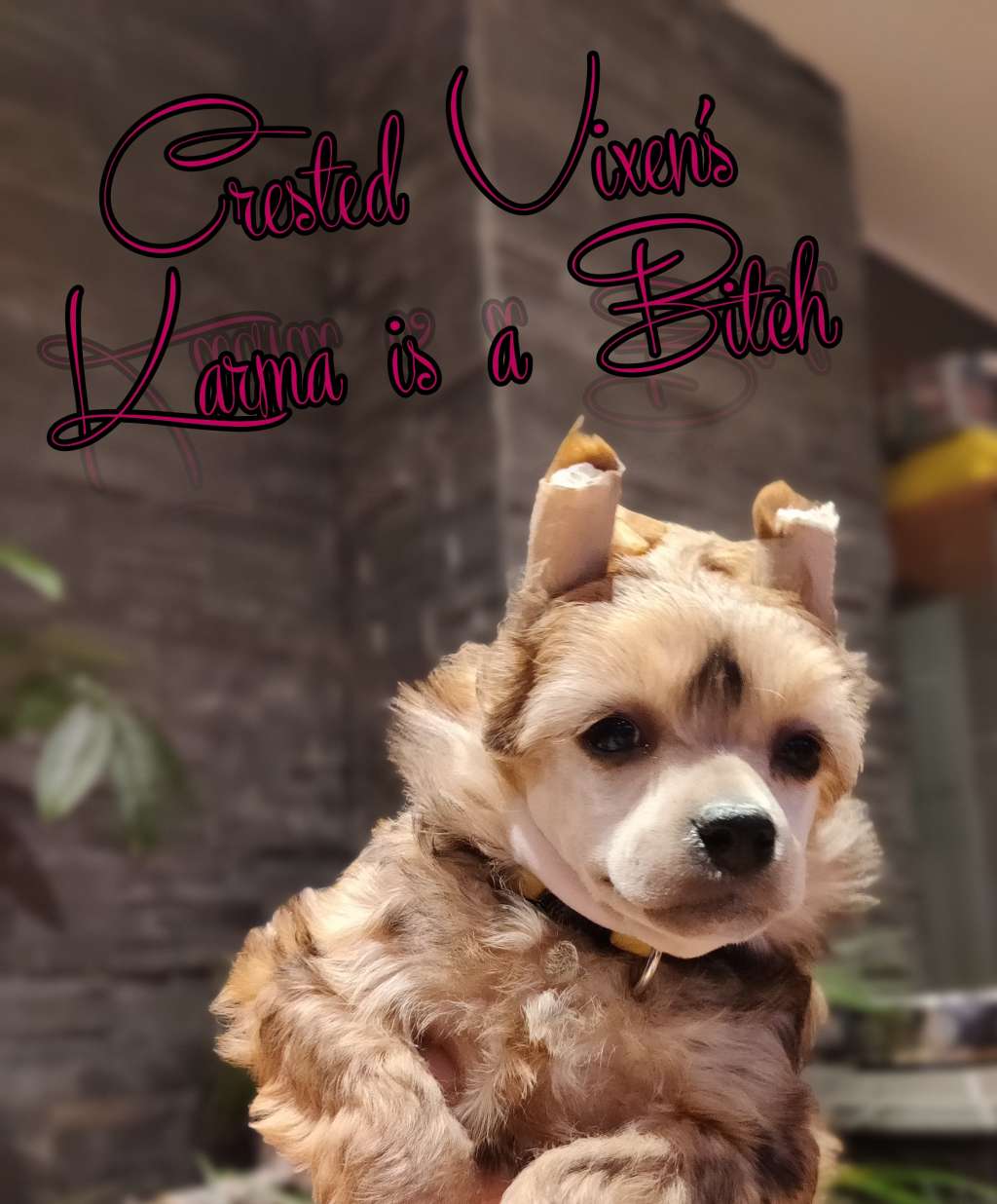 Crested Vixen's Karma is a Bitch