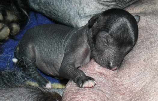 K' VenusTop Model De Rama