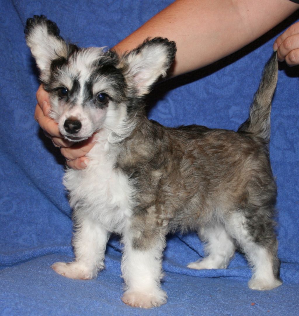 Emerald Nataki Fanrock 