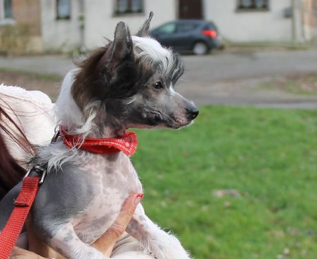 Milos Top Model De Rama