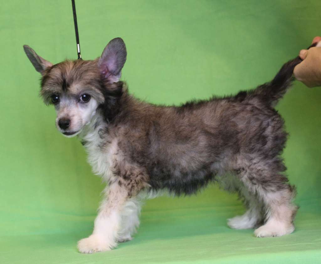 Magic Belize da Vinci