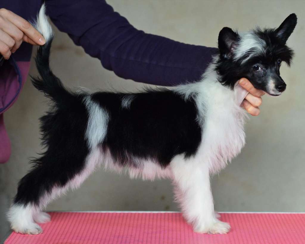 Ornella iz Sozvezdiya Khana