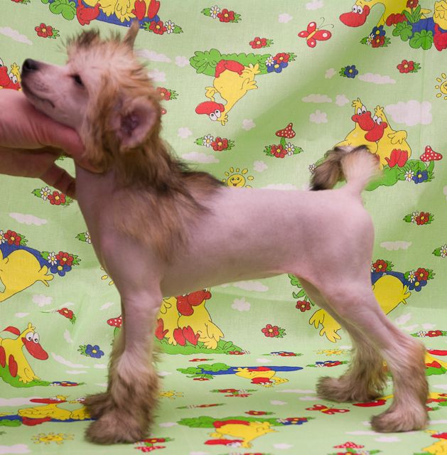 Vernisazh Mari Elena