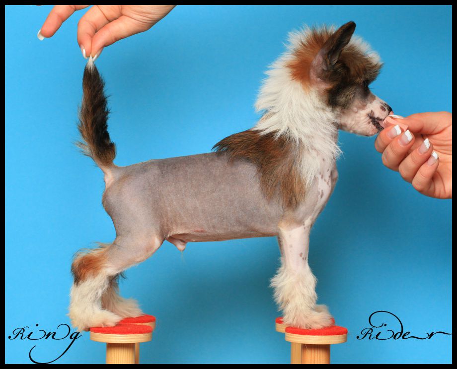 Ring rider Zander golden Lion