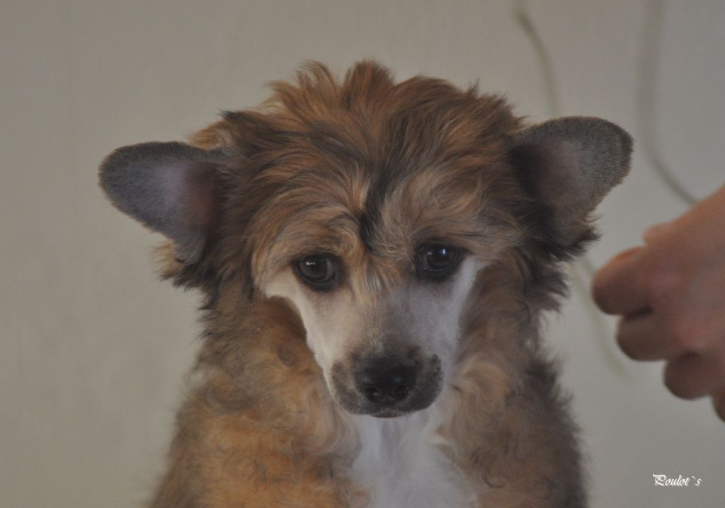 Poulot's Fast And Famous