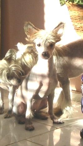 Taijan Dreamer Rasputin