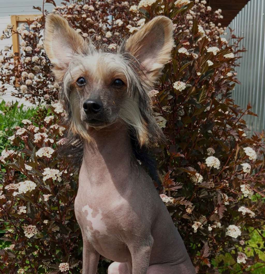 Uragan Zhelanij  iz Chudnoy Doliny